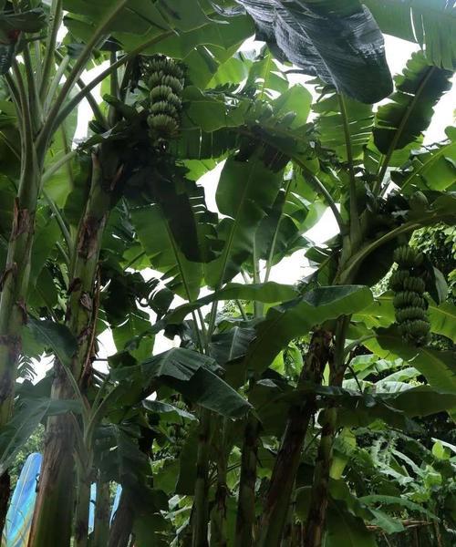 玉米稻草做法大全（美味佳肴尽在掌握，营养健康好口感）