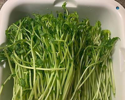 爽口豌豆苗的美食烹饪秘籍（以健康为主轻松烹制）