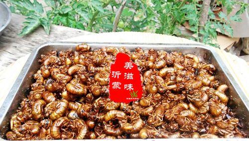 油炸金蝉怎么做才酥脆？在家制作的常见问题有哪些？
