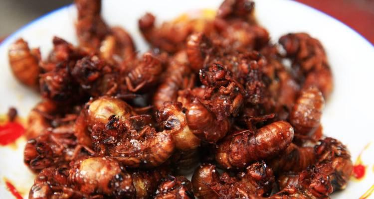 油炸金蝉怎么做才酥脆？在家制作的常见问题有哪些？