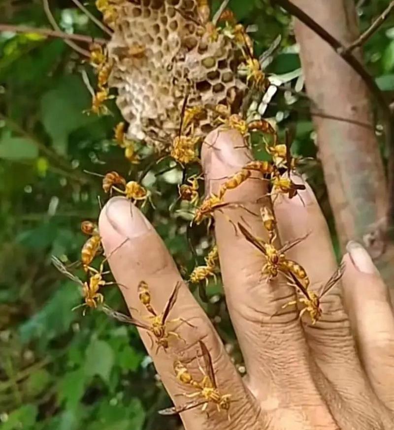 小米蜜蜂的做法是什么？如何在家自制小米蜜蜂？